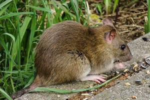 Rattenbekämpfung im Bereich des ZAK